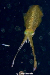 Squid at night in stand off pose.
 by Dawn Thomas 